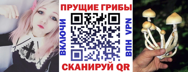закладка  Теберда  Псилоцибиновые грибы Psilocybe 